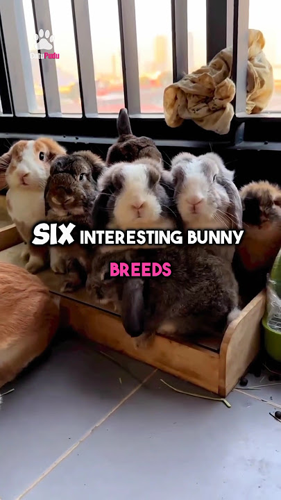 6 interesting Bunny Breeds which you probably didn't know. 🐇