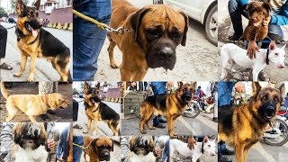 Dogs Mandi Lahore Part1 / 4 Feb|tollinton market lahore dogs Kohat dogs special dogs market