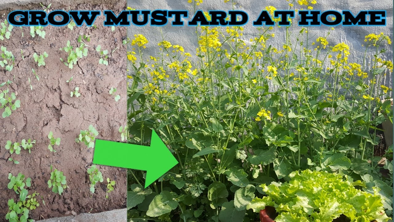 How to grow Mustard Plant at home YouTube