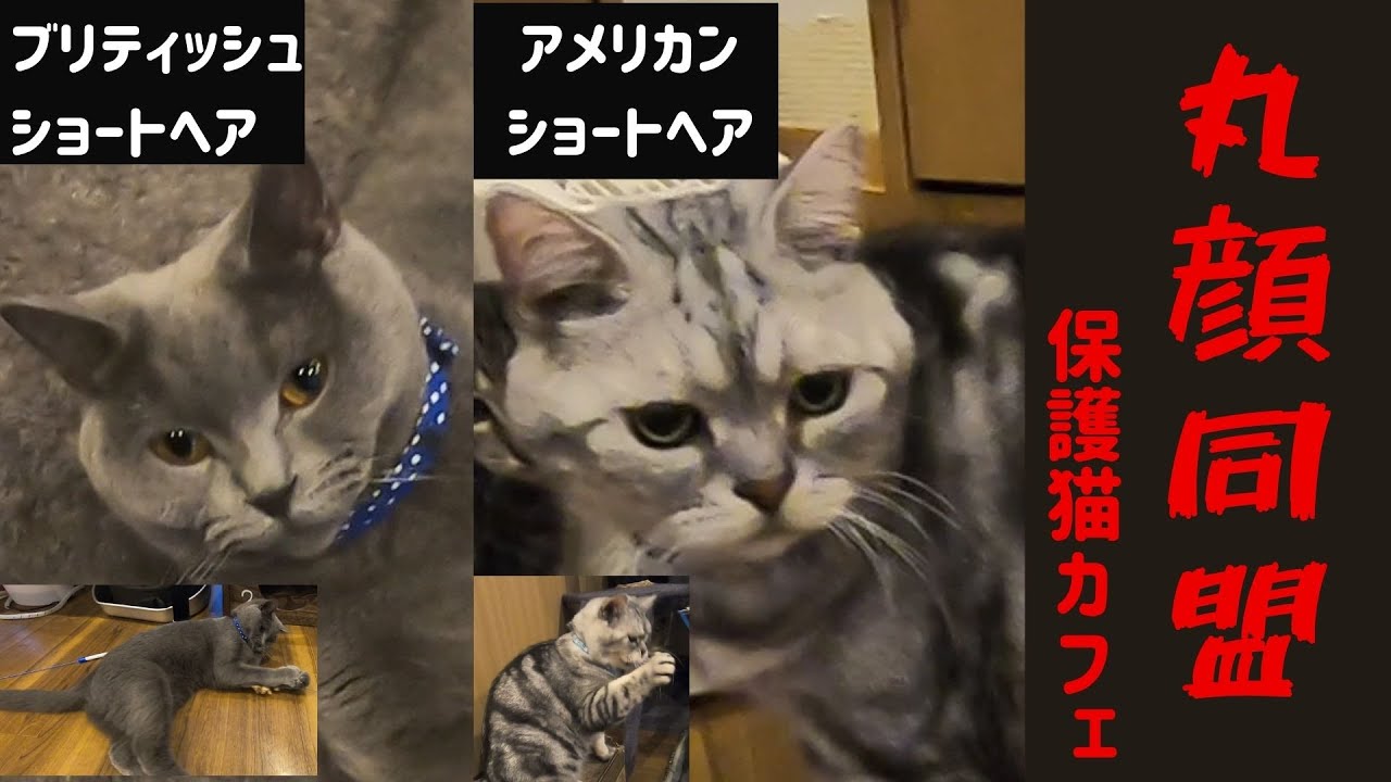 丸顔同盟 保護猫カフェのブリティッシュショートヘアとアメリカンショートヘアbritish Shorthair And American Shorthair Youtube