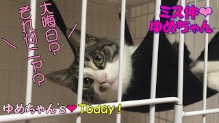 初めての大晦日を迎える子猫 初めての大晦日を迎える子猫