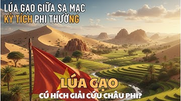 LÚA GẠO XUẤT HIỆN Ở SA MẠC – KỲ TÍCH PHI THƯỜNG, CÚ HÍCH GIẢI CỨU CHÂU PHI?