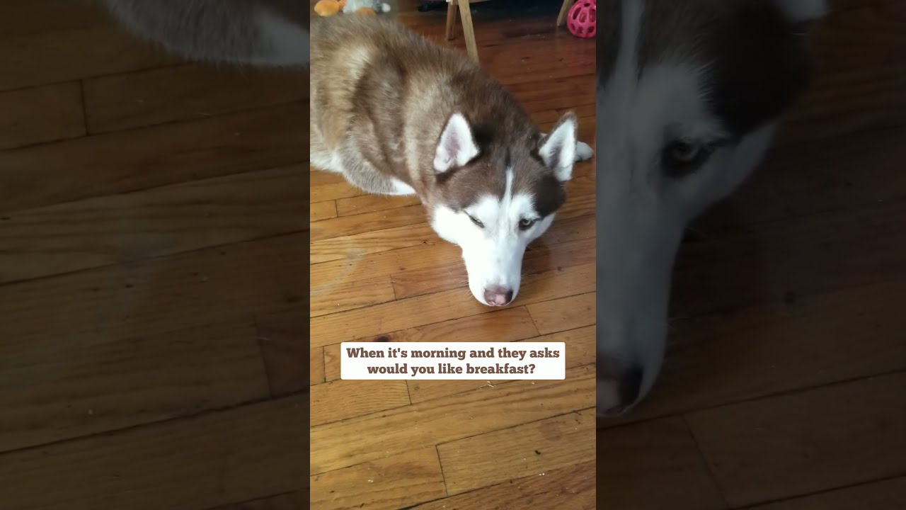 Silly Questions We Ask My Red Husky Part 1