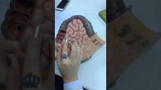 Kalın Barsak Anatomisi 1