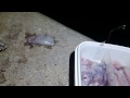 ALIEN WORM SQUIRTS PINK GOO
