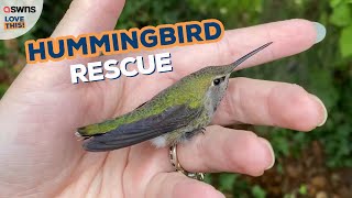 Confused hummingbird rescued! | LOVE THIS!