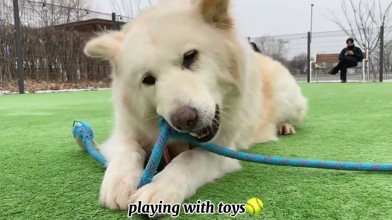 Olly playing with toys