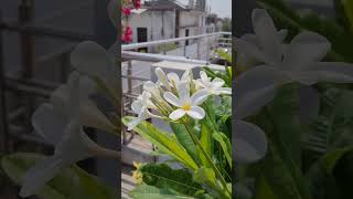Champa plant  flowering #gardening #flowers #trending #ytshorts