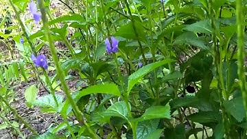 Cây  mã  tiên thảo /verbena officicalis :hổ trợ  trị  tiểu  đường, tim  mạch, xơ gan, suy thận.