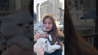 Big British shorthair cat meows is in big city!