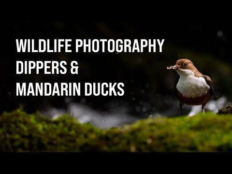 Photographing DIPPERS & MANDARIN DUCKS in the PEAK DISTRICT - Wildlife Photography - OM System OM-1