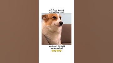बुलाओ हमें 😁😁 #shorts #funny #trending #comedy #dogtalk #funnydogs #dog #memes #reels