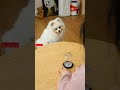 Dont cheat me  momfunny dogoftiktok shorts  dog prank fyp magic