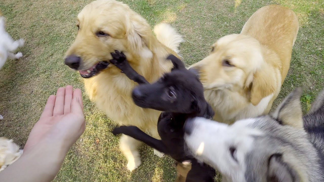 ゴールデンレトリバーから必死で自分の餌を守る保護子犬のデン・手でトビの口を押し出すデンちゃんが可愛すぎた YouTube