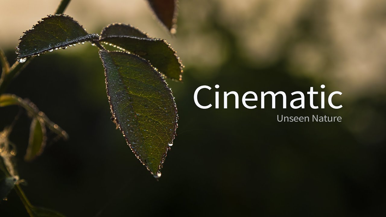Cinematic video || Unseen Nature || India 2020
