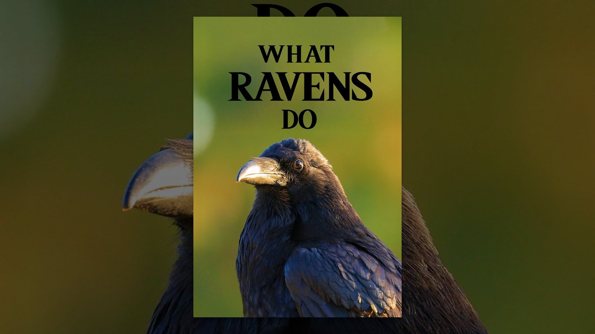 What Ravens Do