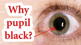 Why Are The Pupils Of Eyes Black ?