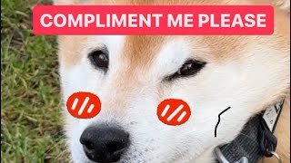 Shiba Refuses to Walk Unless Complimented