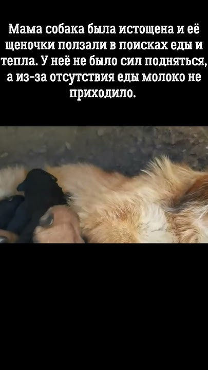ПРОЙТИ МИМО БЫЛО ПРОСТО НЕВОЗМОЖНО #shorts - YouTube