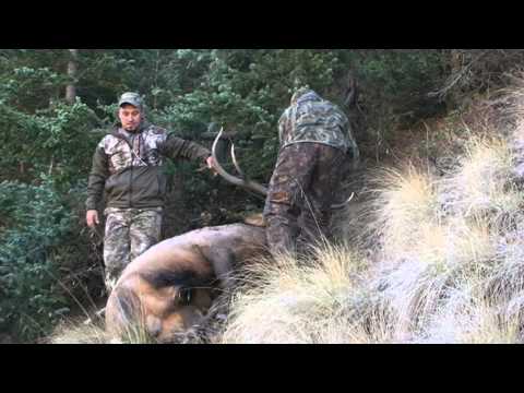NM Elk Hunt 2010