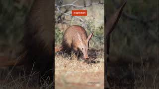 Aardvark&#39;s Battle #AardvarkInsights #ClimateStudy #OSUResearch