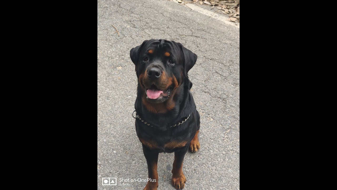 Tyson (Rottweiler) playing with tyre - YouTube