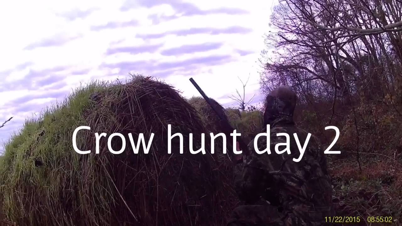 Crow hunting 2015! YouTube