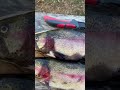 How to tell the difference between a male and female trout. #rainbowtrout #trout #fishing #fish
