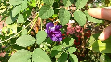 TÁC DỤNG CỦA HOA ĐẬU BIẾC ĐỐI VỚI SỨC KHỎE.