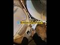 Bird in the dryer?? #birdinthedryer #ibztg #noisydryer #foryoupage #fyp #dryerrepair