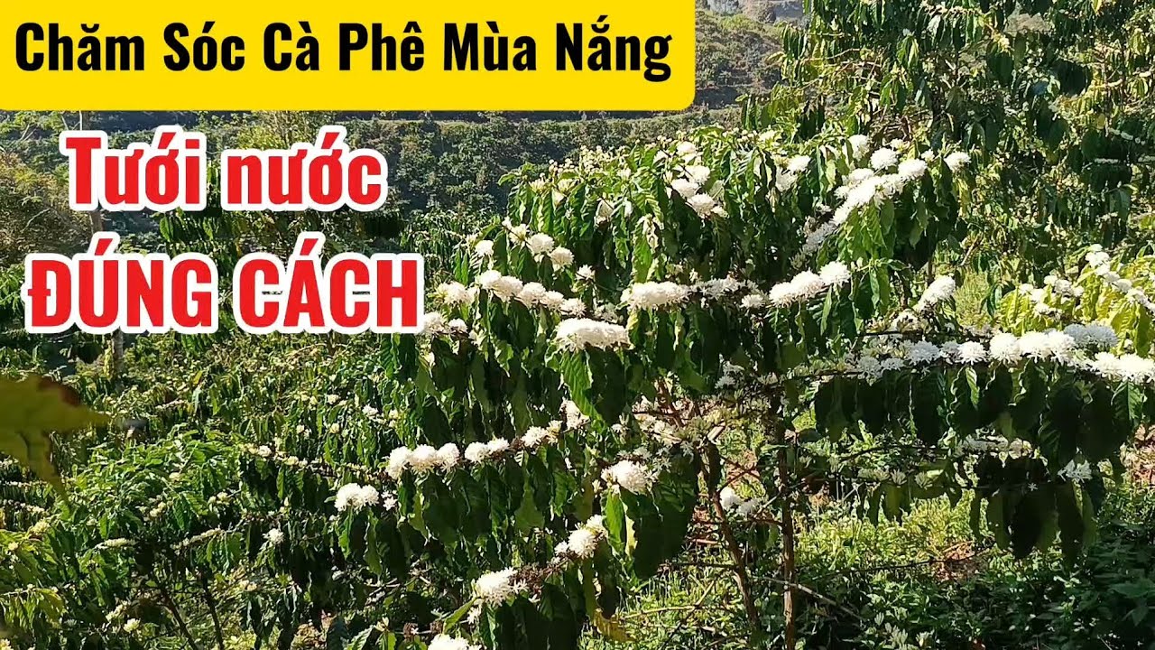 Tưới Nước Cà Phê Mùa Nắng Đúng Cách 