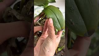 Orchidee mit Überraschung. Pflege von Orchideen. Orchidee mit großen Blättern🌱