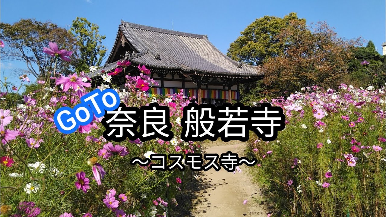 Goto 奈良 般若寺 コスモス寺 Youtube