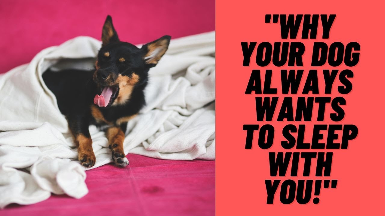"Understanding Why Dogs Sleep with You: Dog Behavior and Wellbeing Explained"