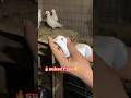 😱😱#pigeon#kbooterbazi#kbootar#trendingshorts#viral#kbooter#shots#birds#shortsviral#subscribe😱😱😱