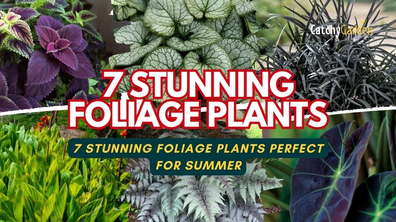 Summer Splendor Summer Splendor: 7 Stunning Foliage Plants Perfect for Summer ☘️🌷🍃☀️ ...