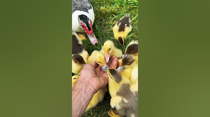 Downside of Muscovy ducks and why they don't affect me