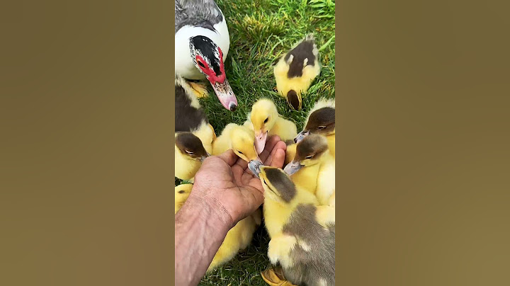 Downside of Muscovy ducks and why they don't affect me