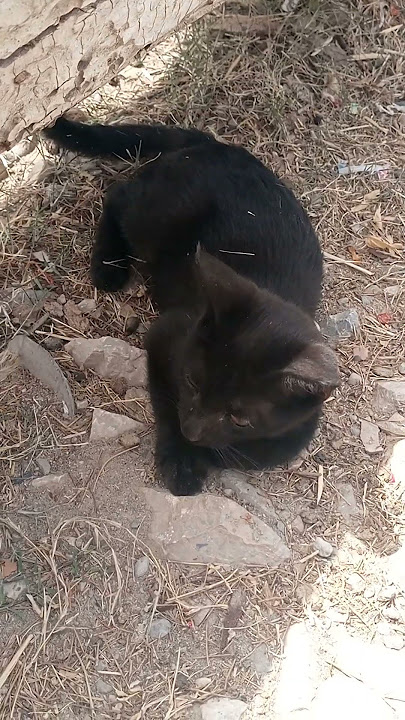 #catbaby #catsounds #beautycat