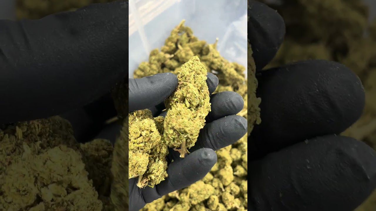 Découvrez la Fleur Juicy Fruit CBD - Qualité Premium et Arômes Fruités