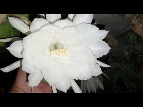 Epiphyllum - cactos orquidea - flor de outubro - dama da noite
