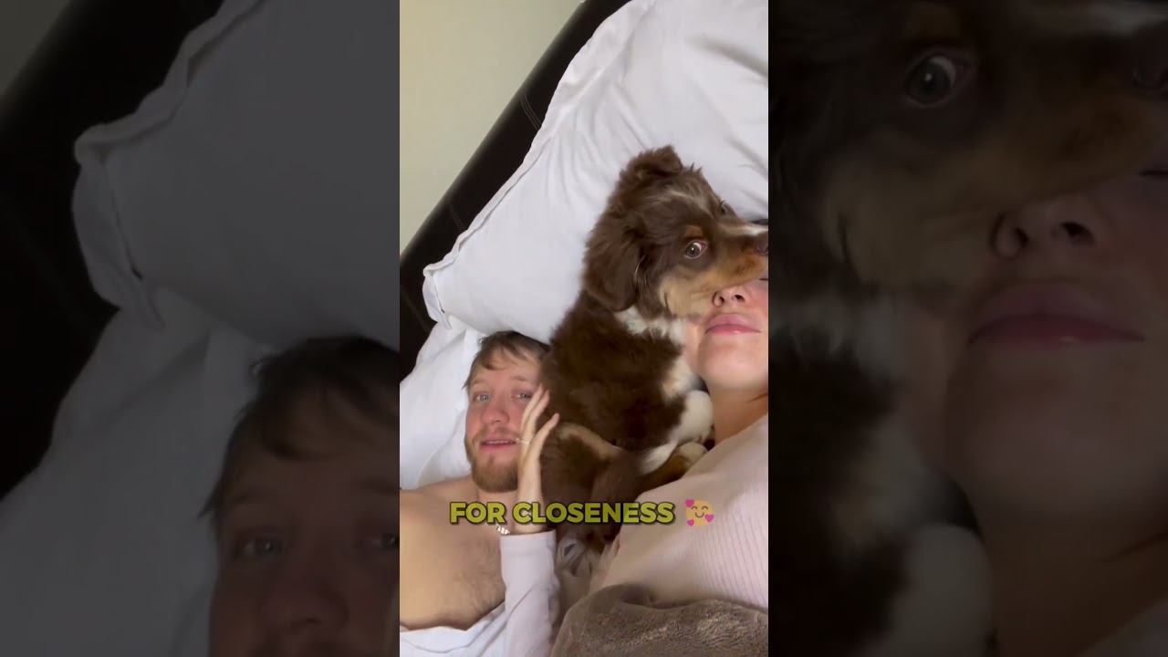 Secrets of Why Your Dog Leans on You? #dogsofyoutubeshorts #doghabits