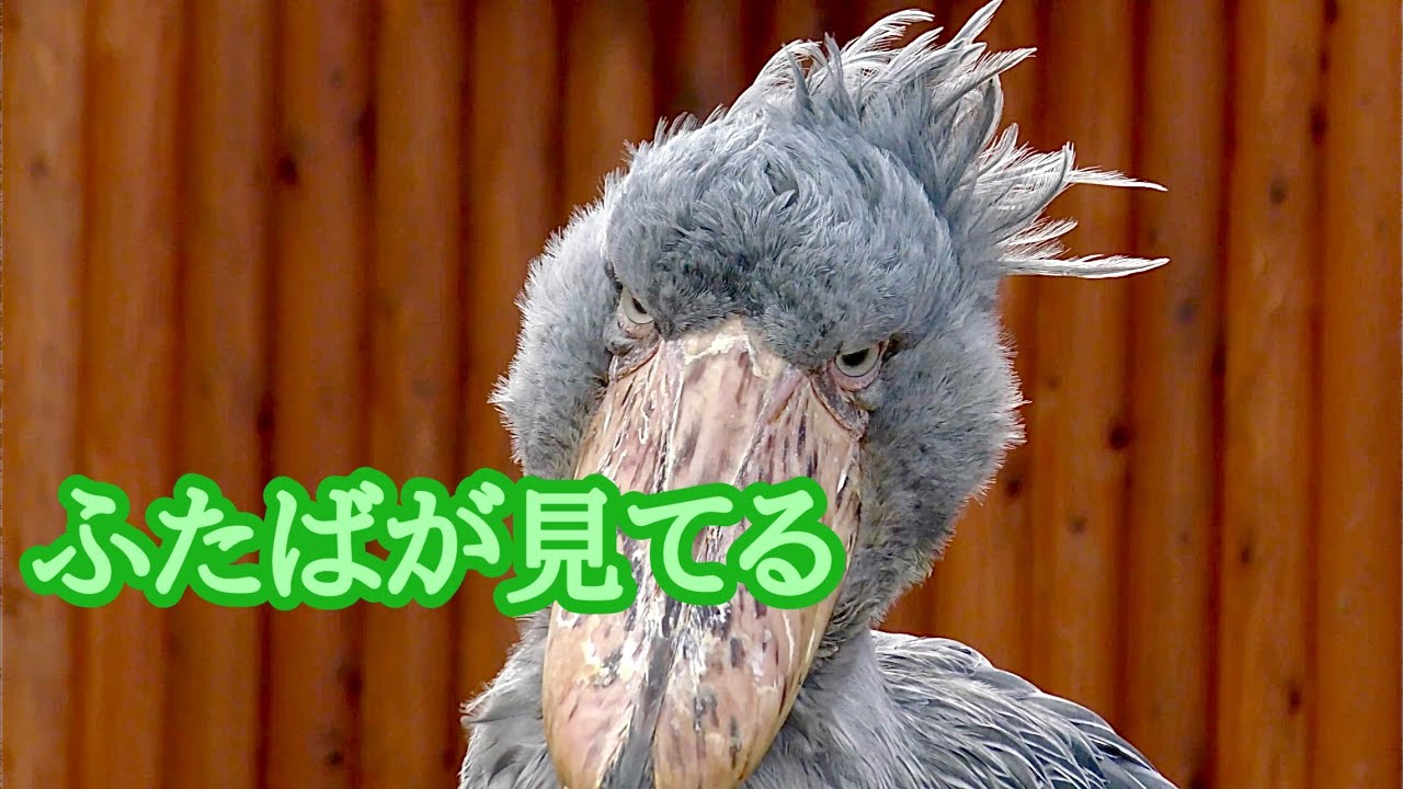 ハシビロコウ　ふたばちゃん　こっちを見てますね【掛川花鳥園】Shoebill Futaba-chan Kakegawa Garden 