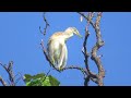 Burung Blekok Sedang Berjemur Dan Mencari Makan Diatas Pohon