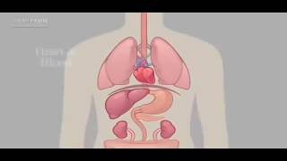 Les Éffets Du Jeune Sur Votre Corps - É 01