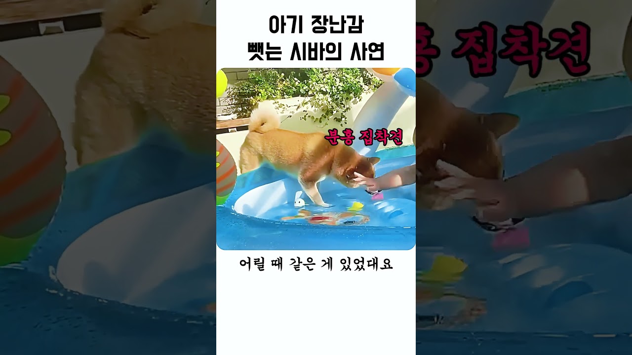 아기 장난감 뺏는 시바의 사연
