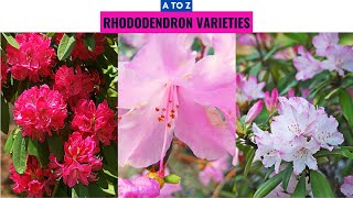 Rhododendron Varieties A to Z