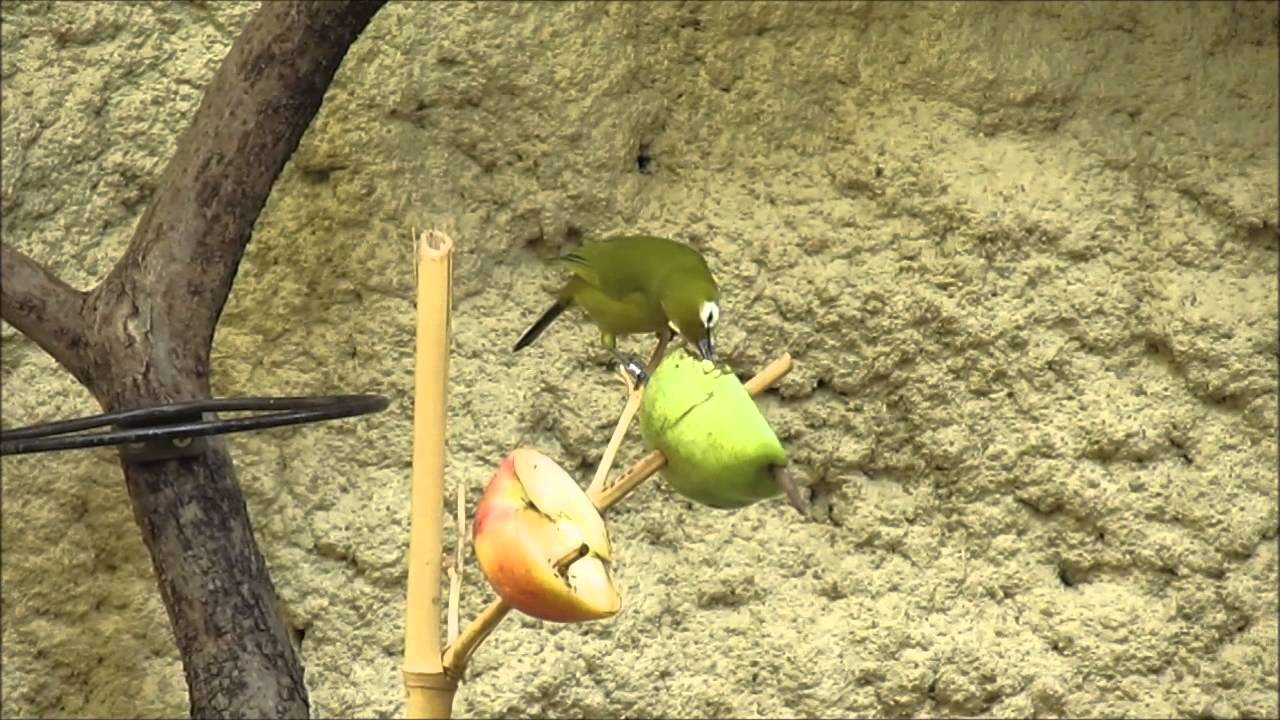 Birds in the Schönbrunn Zoo, Vienna, Austria 