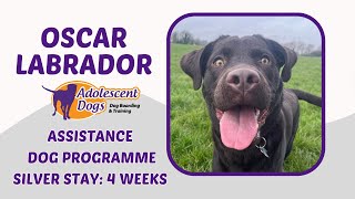 Oscar the Labrador  Assistance Dog Residential  Silver Award