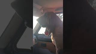 Bloodhound Blues Down By The Jetty in a Van by Chi Town 107 views 2 months ago 4 minutes, 49 seconds